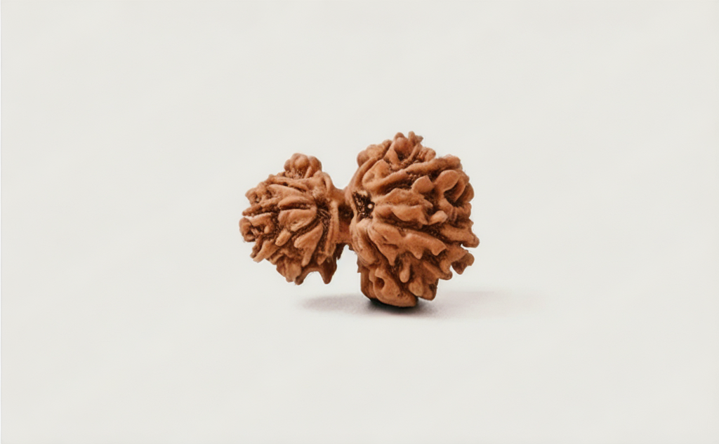 Garbh Gauri Shankar Rudraksha