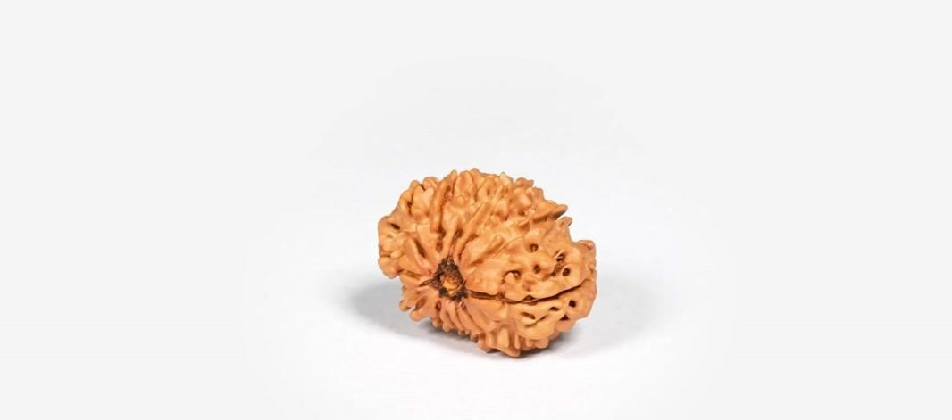Natural 12 Mukhi Rudraksha (Nepali)